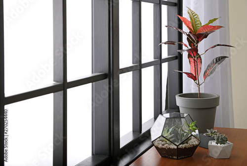 Different green plants on window sill at home photo