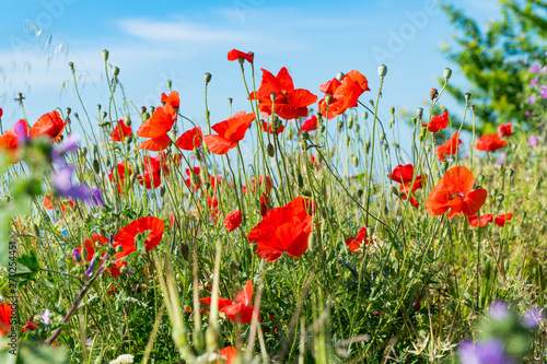 Red poppies and other flowers with a green grass on a meadow. Summer wild meadow flowers against the background of the blue sky with clouds 