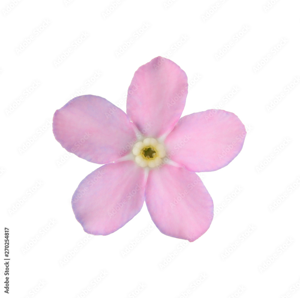 Amazing spring forget-me-not flower on white background Amazing spring forget-me-not flower on white background