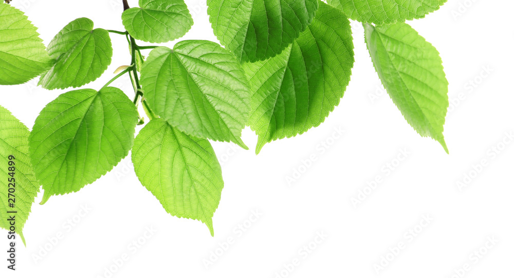 Branch with green leaves on white background Branch with green leaves on white background