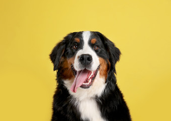 Funny Bernese mountain dog on color background