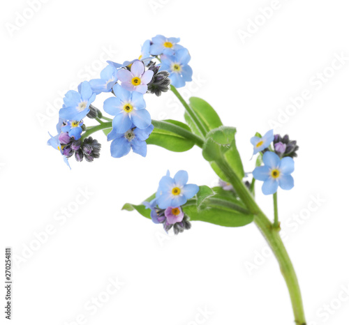 Amazing spring forget-me-not flowers on white background photo