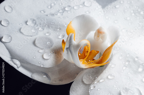 Natural background. Big beautiful water drops on white Orchid flowers macro. Macro view of abstract nature texture and background organic pattern