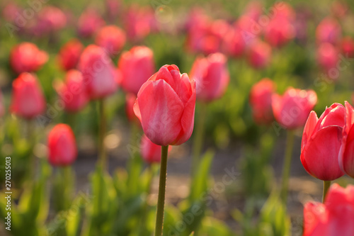 Closeup view of beautiful fresh tulips on field, space for text. Blooming spring flowers