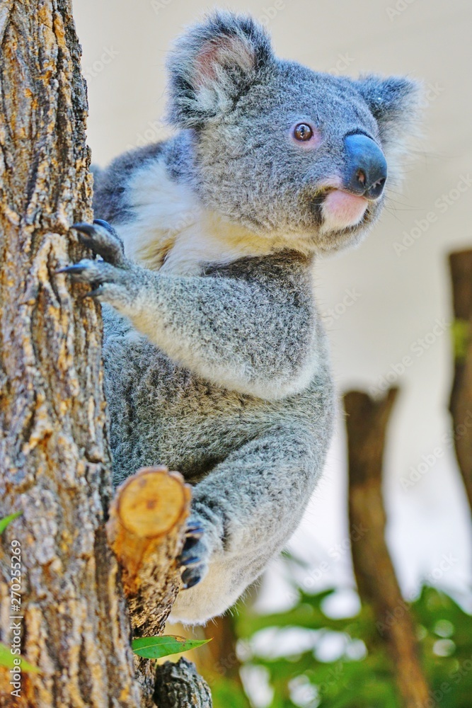 Obraz premium A koala on a eucalyptus gum tree in Australia