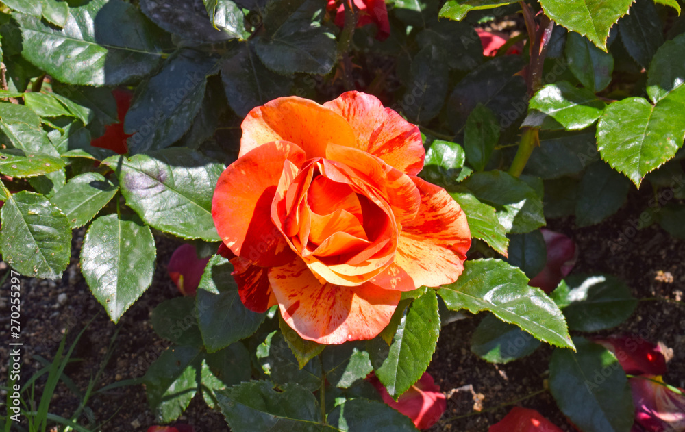 Rosas en Parque de Cervantes, Barcelona España Rosas en Parque de Cervantes, Barcelona España