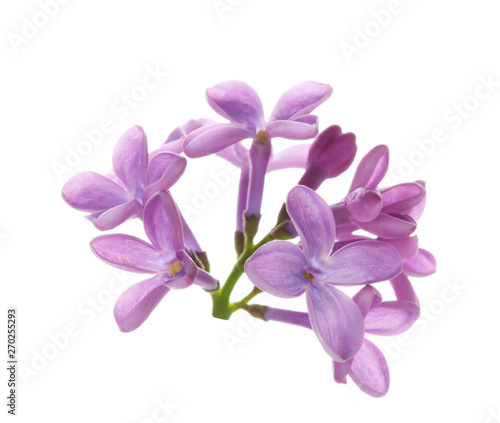 Branch with lilac flowers on white background © New Africa