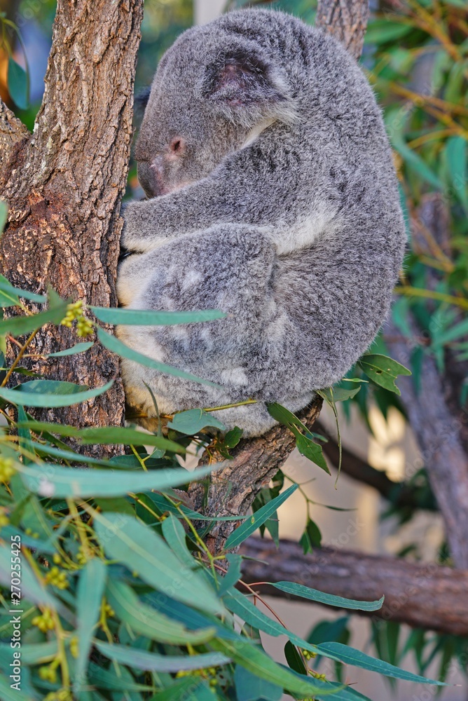 Obraz premium A koala on a eucalyptus gum tree in Australia