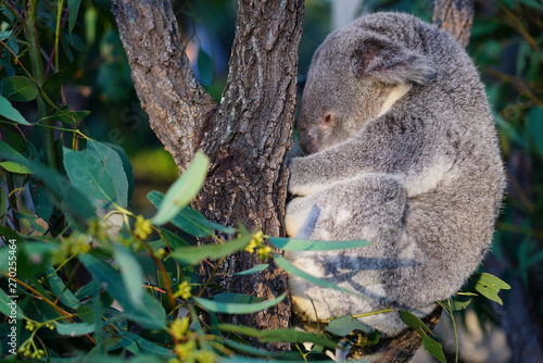 Canvas Print A koala on a eucalyptus gum tree in Australia