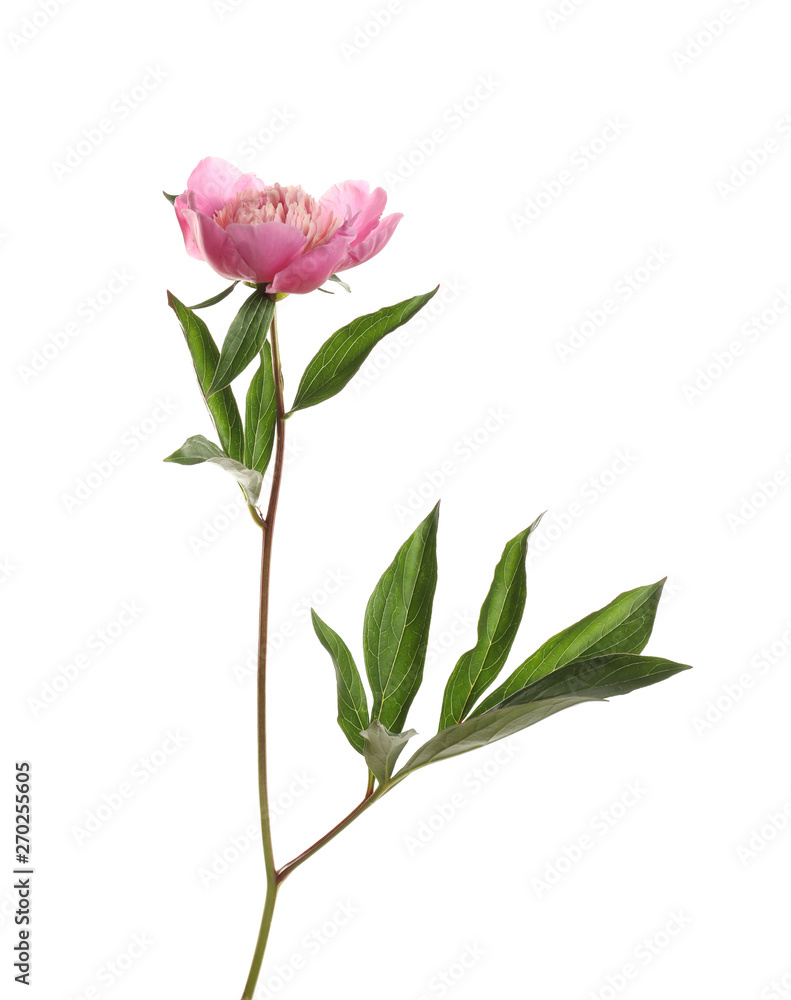 Obraz premium Fragrant bright peony on white background. Beautiful spring flower