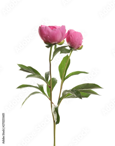 Fragrant peonies on white background. Beautiful spring flowers