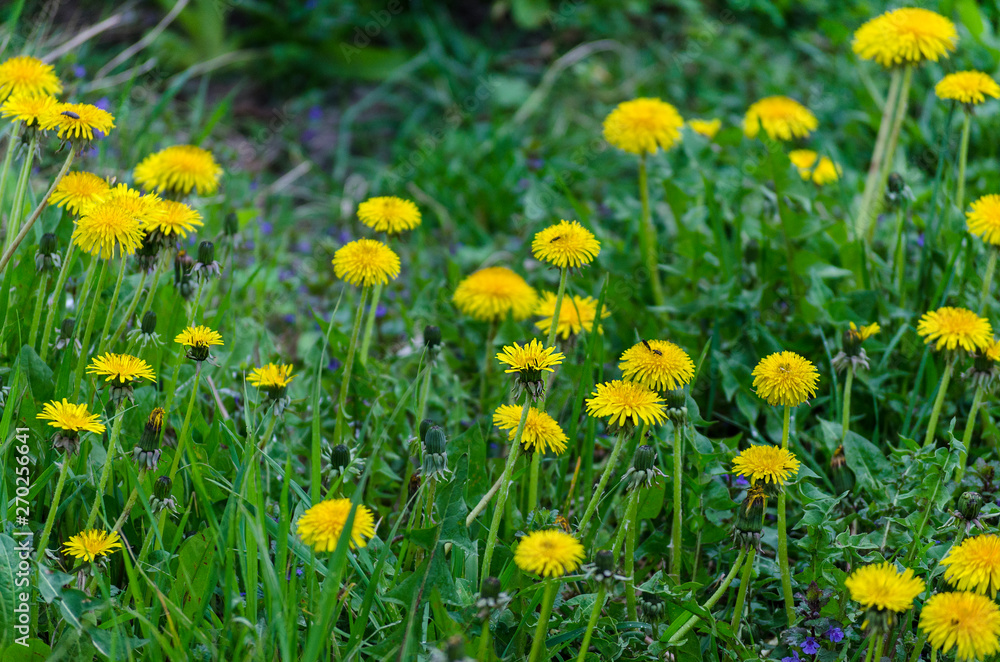 flowering of dandelions flowering of dandelions