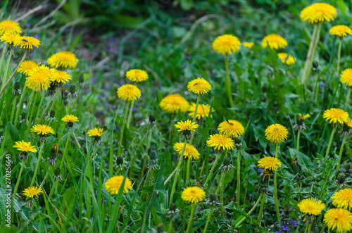 flowering of dandelions