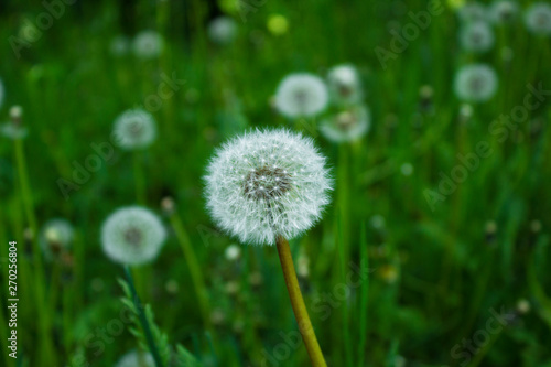 dandelion in grass