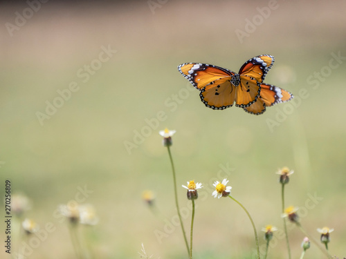 Schmetterling über Gänseblümchen © poinz