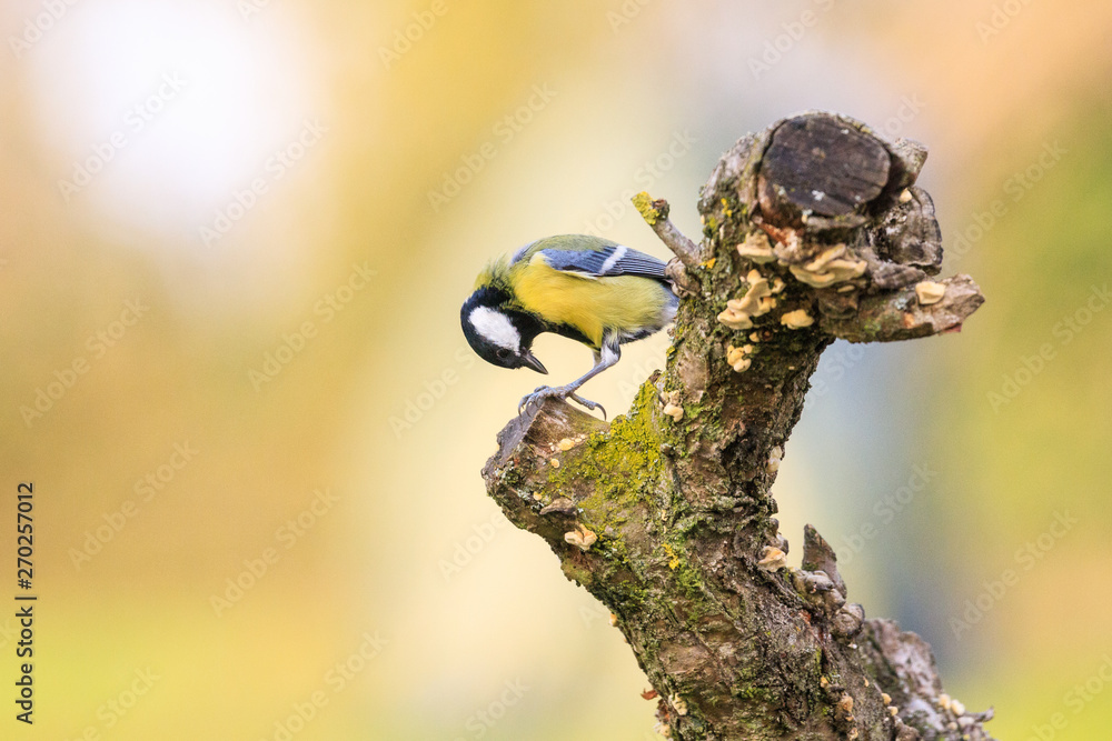 cinciallegra (Parus major) sull'albero