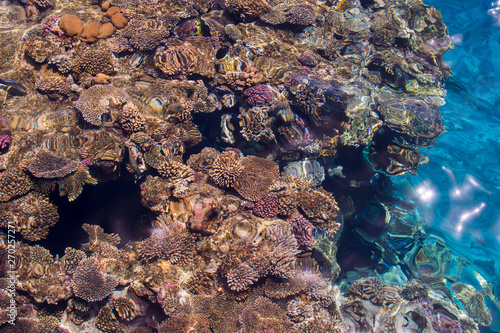 A coral reef top view. Egypt. Sharm el sheikh