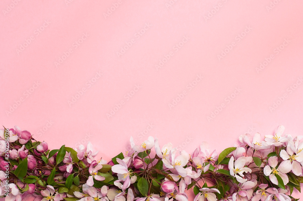 frame of pink flowers. apple tree flowers on a pink background with spase for text	
