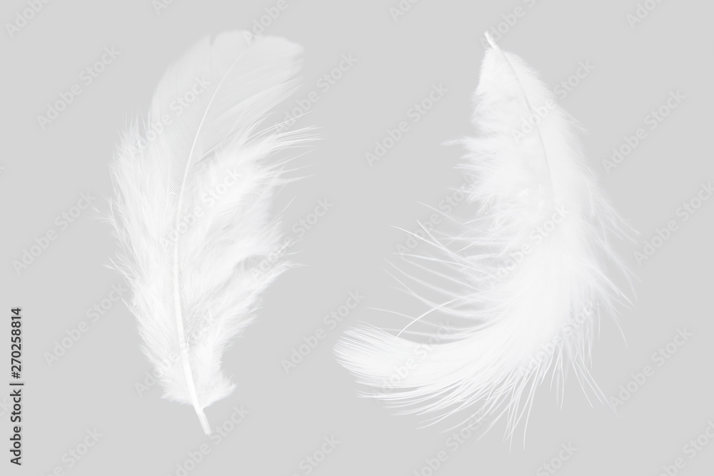 white feather isolated on gray background white feather isolated on gray background