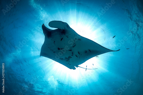 A beautiful manta ray in the sunburst in cystal clear blue water