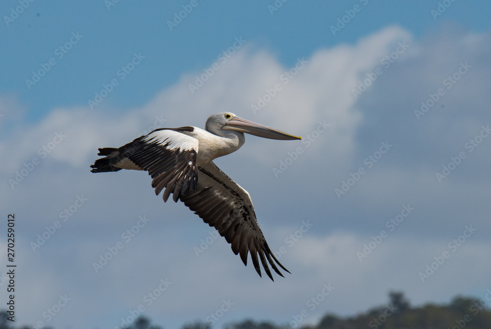 Obraz premium Pelican bird flying over water