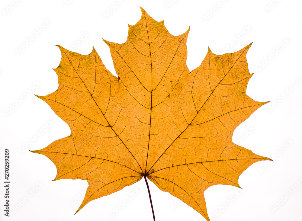 dry autumn maple leaf on white background dry autumn maple leaf on white background
