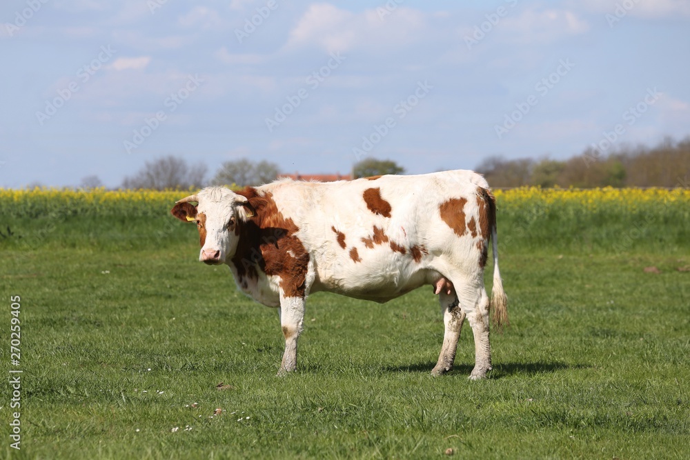 Herd of cows on beautiful rural animal farm grazing on green gra Herd of cows on beautiful rural animal farm grazing on green gra