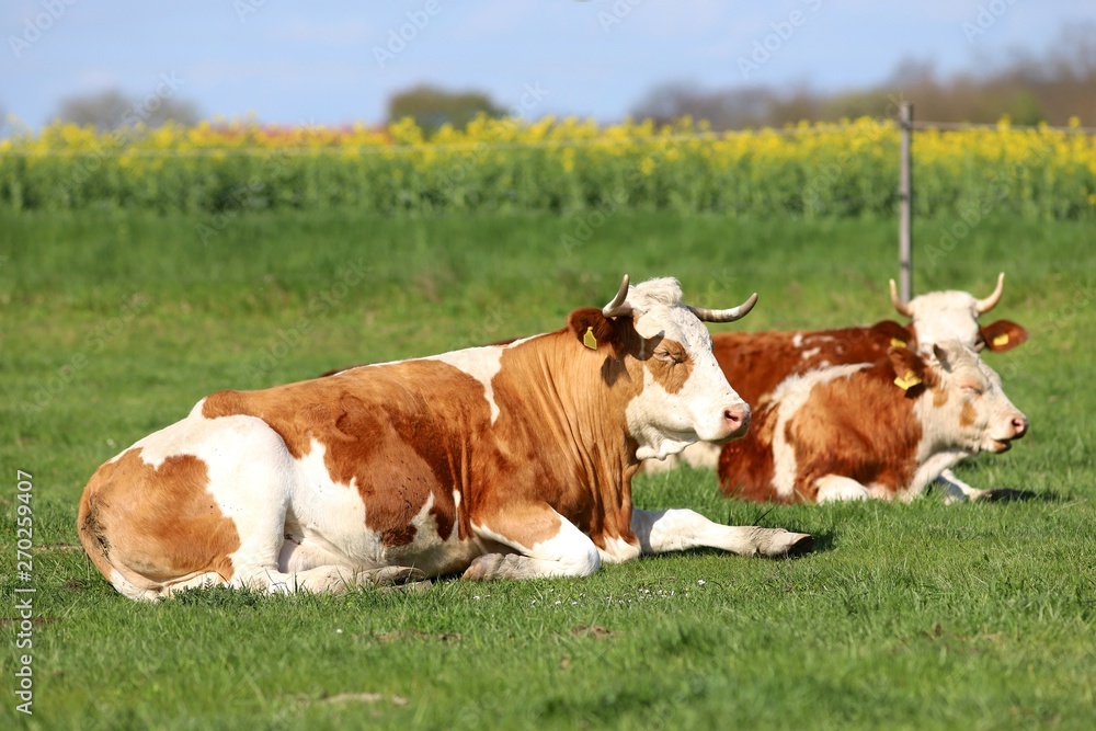 Brown and white colored cows enjoying summer sun and laying on g Brown and white colored cows enjoying summer sun and laying on g