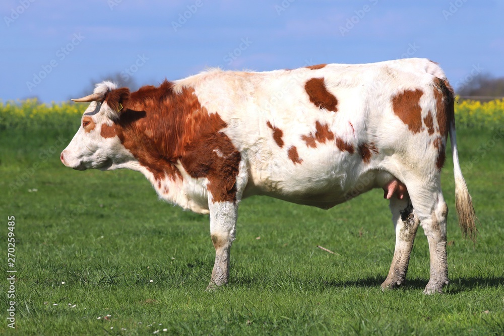 Brown cows grazing on green meadow grass landscapes Brown cows grazing on green meadow grass landscapes