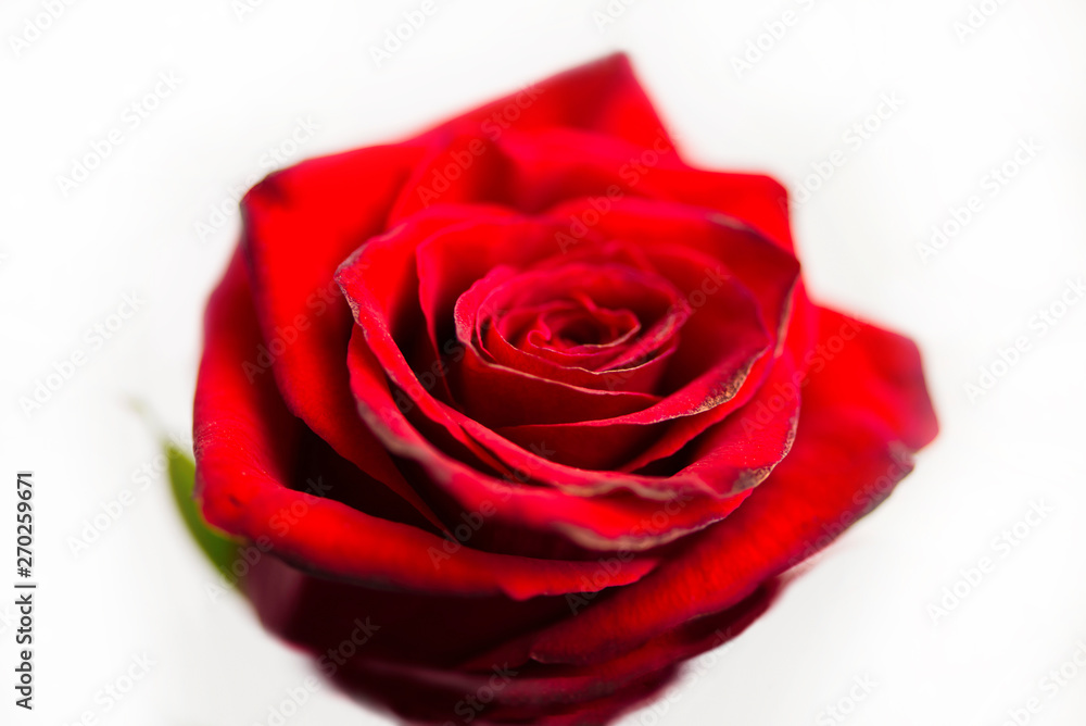 Fototapeta premium beautiful red rose love background