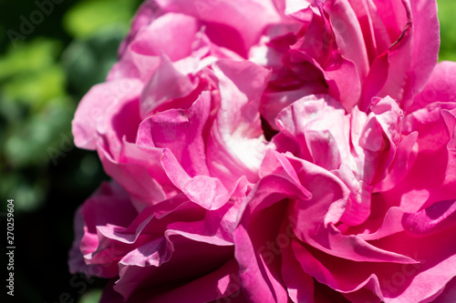 pink rose closeup © Spyrydon