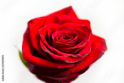 beautiful red rose love background