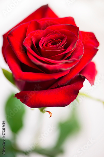 beautiful red rose love background