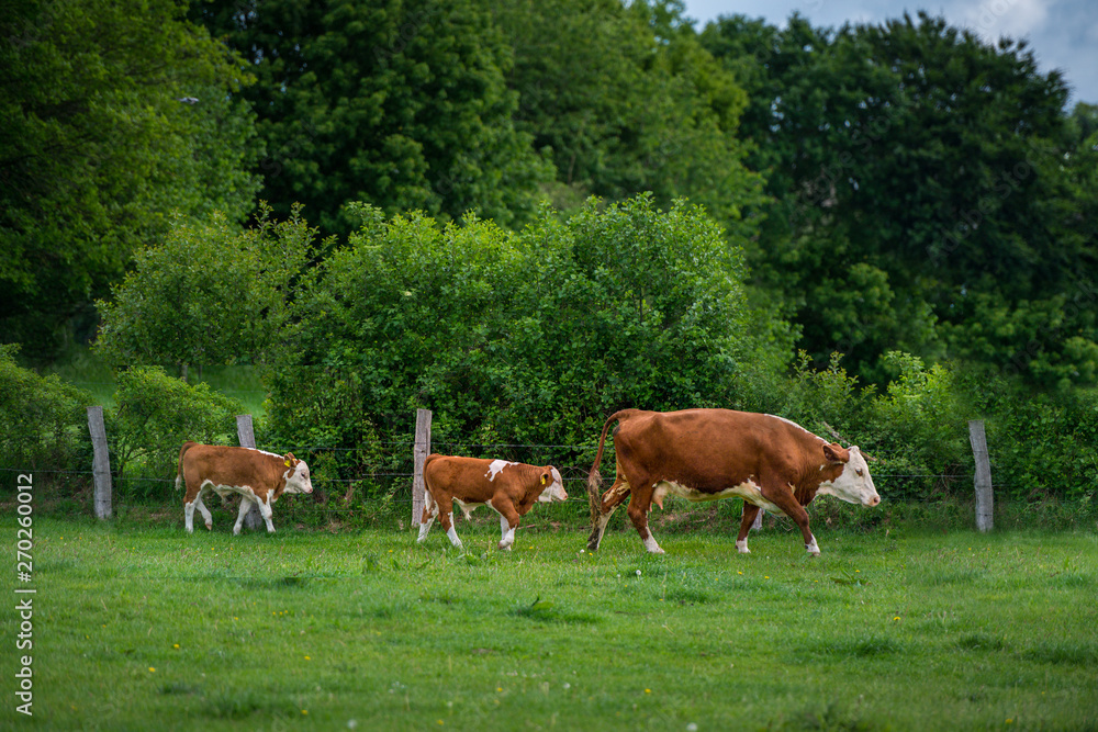 Kuh mit zwei Kaelbern die hinter der Mutter herlaufen Kuh mit zwei Kaelbern die hinter der Mutter herlaufen