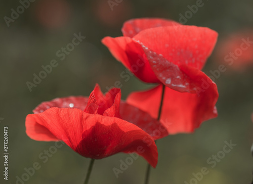 Flowers Red poppies bloom in the wild field. Beautiful field red poppies with selective focus, soft light. Natural Drugs - Opium Poppy. Glade of red wildflowers