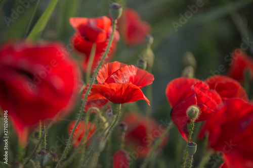 Flowers Red poppies bloom in the wild field. Beautiful field red poppies with selective focus, soft light. Natural Drugs - Opium Poppy. Glade of red wildflowers