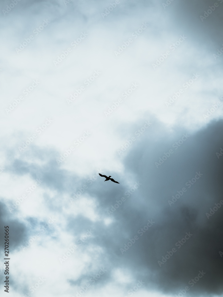 Lonely seagull flying free through a the clouds