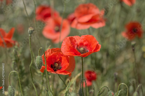 Flowers Red poppies bloom in the wild field. Beautiful field red poppies with selective focus  soft light. Natural Drugs - Opium Poppy. Glade of red wildflowers