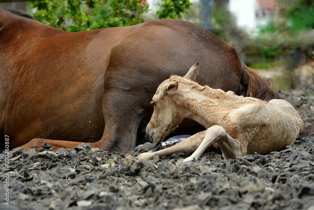 Fototapeta premium Neugeborenes Fohlen liegt neben seiner Mutter