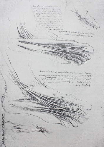 Anatomical notes. Leg, foot. Manuscripts of Leonardo da Vinci in the vintage book Leonardo da Vinci by A.L. Volynskiy, St. Petersburg, 1899