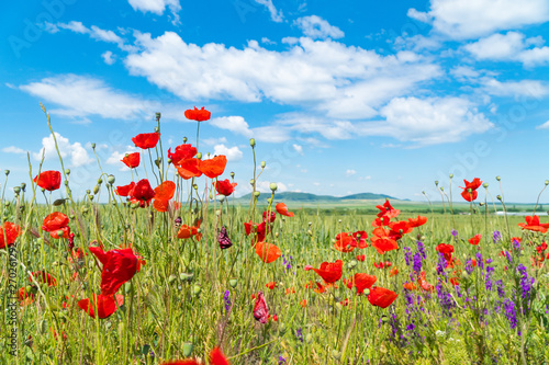 Red poppies and other flowers with a green grass on a meadow. Summer wild meadow flowers against the background of the blue sky with clouds © Alexey Tyurin