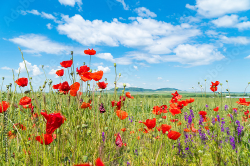 Red poppies and other flowers with a green grass on a meadow. Summer wild meadow flowers against the background of the blue sky with clouds