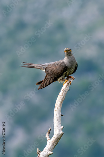 Common cuckoo (Cuculus canorus) sitting on a barbed branch © popovj2