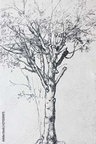 The drawing of a tree in the vintage book Leonardo da Vinci by A.L. Volynskiy, St. Petersburg, 1899 photo