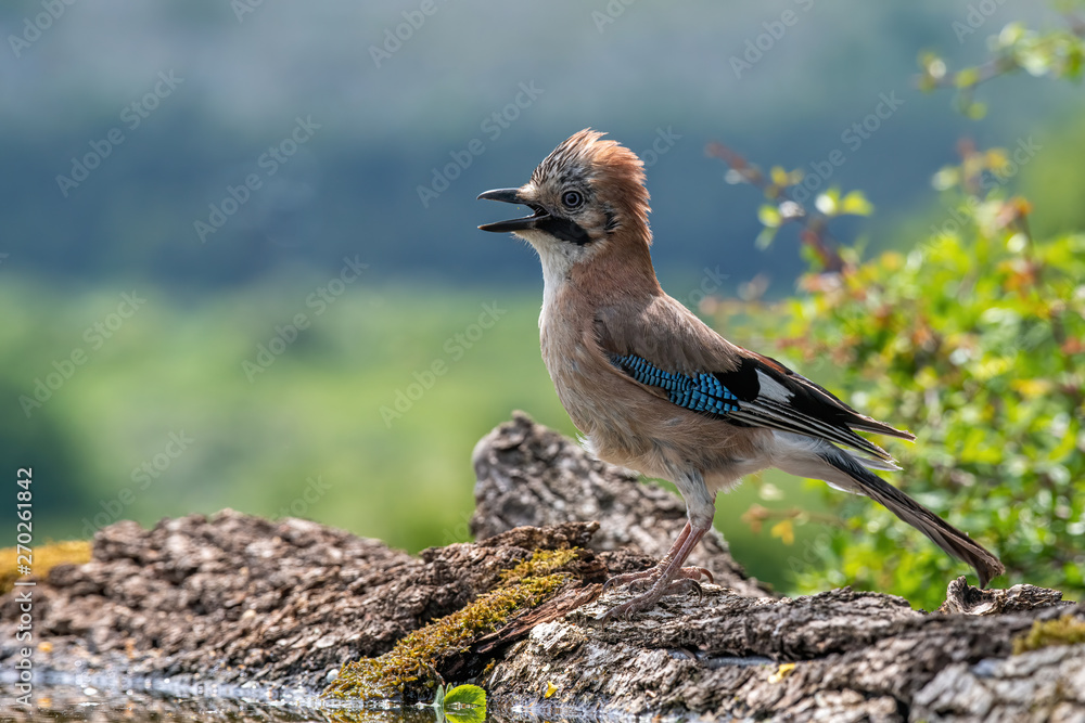 Closeup of Eurasian Jay- Garrulus glandarius in its natural habitat Closeup of Eurasian Jay- Garrulus glandarius in its natural habitat