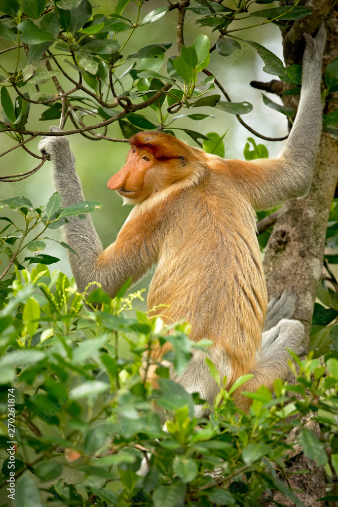 Fototapeta premium Proboscis monkey (Nasalis larvatus) or long-nosed monkey, known as the bekantan in Indonesia, is a reddish-brown arboreal Old World monkey with an unusually large nose. It is endemic to Borneo