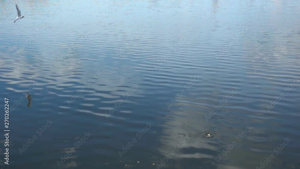 Slow motion of gulls picking food from the surface of the water Slow motion of gulls picking food from the surface of the water