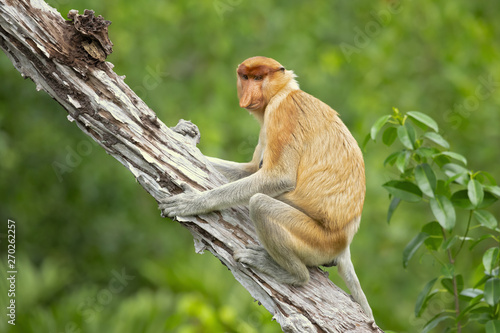 Proboscis monkey (Nasalis larvatus) or long-nosed monkey, known as the bekantan in Indonesia, is a reddish-brown arboreal Old World monkey with an unusually large nose. It is endemic to Borneo © Milan