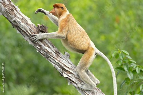 Photography Proboscis monkey (Nasalis larvatus) or long-nosed monkey, known as the bekantan in Indonesia, is a reddish-brown arboreal Old World monkey with an unusually large nose