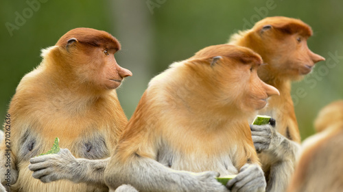 Photography Proboscis monkey (Nasalis larvatus) or long-nosed monkey, known as the bekantan in Indonesia, is a reddish-brown arboreal Old World monkey with an unusually large nose